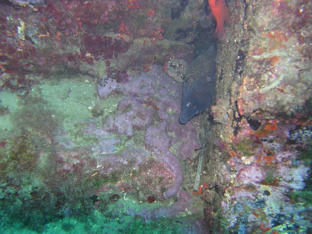 Centro/Escuela De Buceo Branquias - Dive Center in España