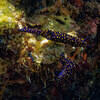 Picture taken during the dive