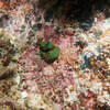 Picture taken during the dive