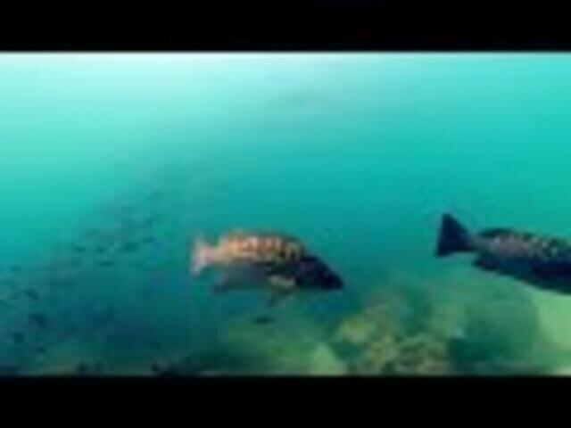 Cabo Pulmo Watersports - Dive Center in Mexico