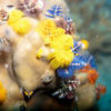 Picture taken during the dive