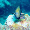 Picture taken during the dive