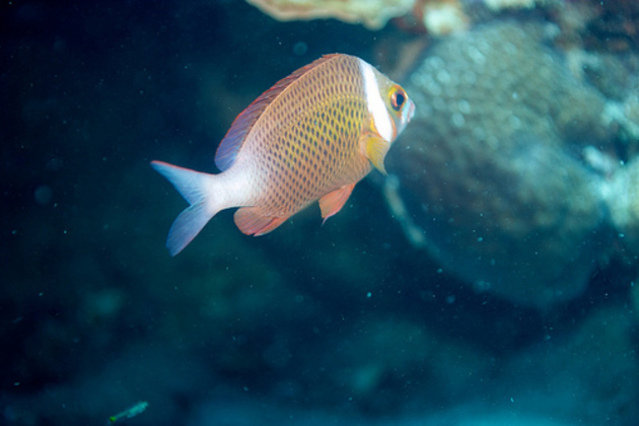 Bophut Diving - Dive Center in Thailand
