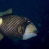 Picture taken during the dive