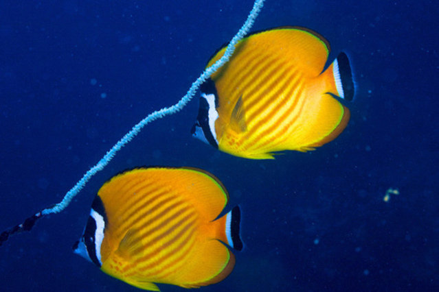 Diving in Thailand, Ko Tao - By Ksso