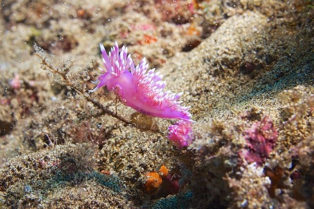 Diving in Spain, Lanzarote - By Ksso
