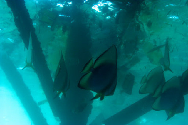 Pirates Diving Network - Dive Center in Egypt