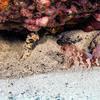 Picture taken during the dive