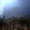 Picture taken during the dive