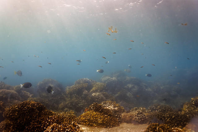 Diving in Mexico, San José del Cabo - By Francisco Con