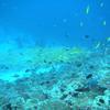 Picture taken during the dive