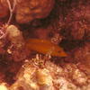 Picture taken during the dive
