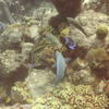 Picture taken during the dive