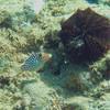 Picture taken during the dive
