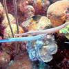 Picture taken during the dive
