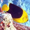 Picture taken during the dive