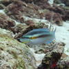 Picture taken during the dive
