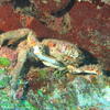 Picture taken during the dive