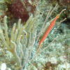 Picture taken during the dive