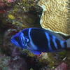 Picture taken during the dive