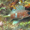Picture taken during the dive