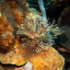 Picture taken during the dive