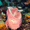Picture taken during the dive