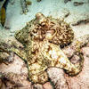 Picture taken during the dive