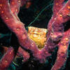 Picture taken during the dive