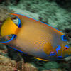 Picture taken during the dive