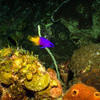 Picture taken during the dive