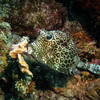 Picture taken during the dive