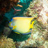 Picture taken during the dive