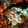 Picture taken during the dive