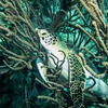 Picture taken during the dive