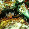 Picture taken during the dive
