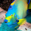 Picture taken during the dive