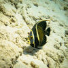 Picture taken during the dive