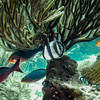 Picture taken during the dive