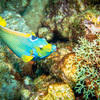 Picture taken during the dive