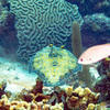Picture taken during the dive