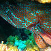 Picture taken during the dive