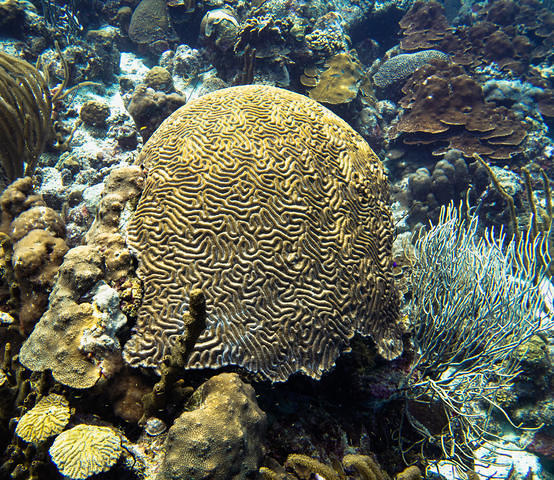 Dive Friends Bonaire - Dive Center
