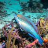Picture taken during the dive
