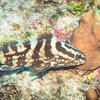 Picture taken during the dive