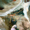 Picture taken during the dive