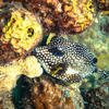 Picture taken during the dive
