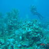 Picture taken during the dive