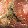 Picture taken during the dive