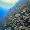 Picture taken during the dive